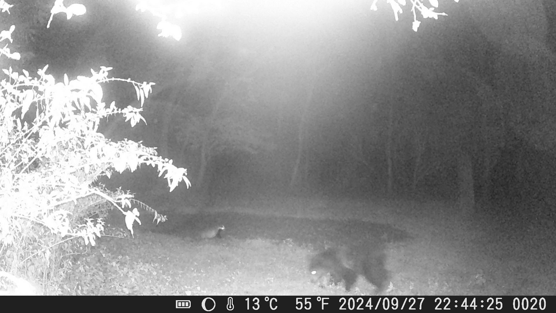 Barna medve Ipolytarnóc környékén_Juhász Tamás_BNPI_felvétele_1920.jpg